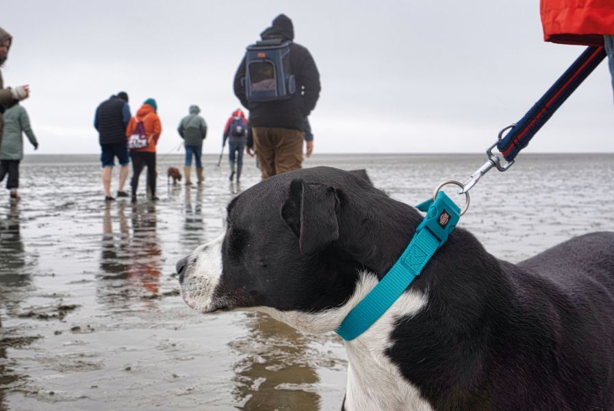 Wattführung mit Hund